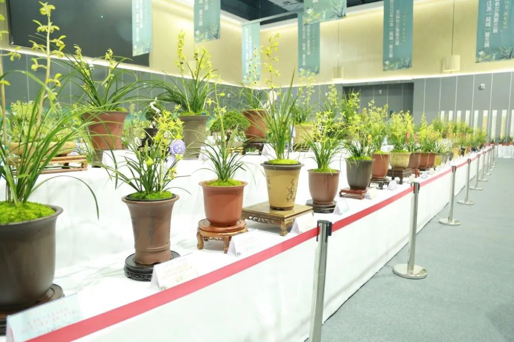 首屆長三角蕙蘭展暨2023年江蘇?。}城）蕙蘭展在鹽城鹽龍?bào)w育公園成功舉辦